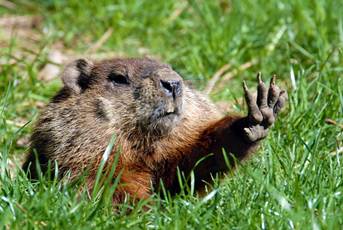 Description: Description: C:\Users\lindsab\AppData\Local\Microsoft\Windows\Temporary Internet Files\Content.IE5\B03PKGLW\groundhogs21[1].jpg